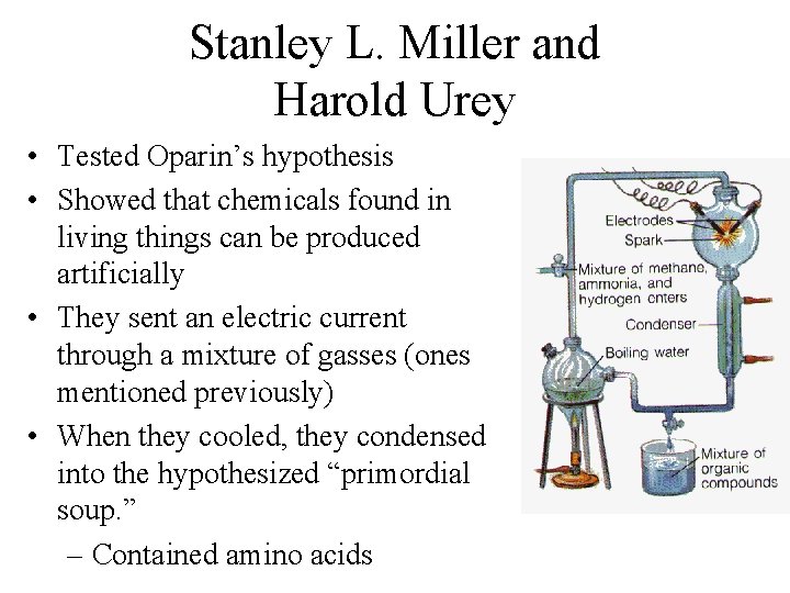 Stanley L. Miller and Harold Urey • Tested Oparin’s hypothesis • Showed that chemicals
