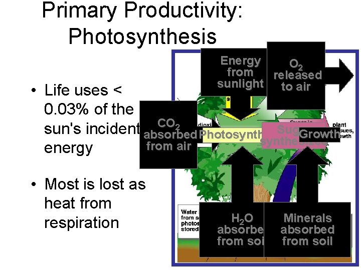 Primary Productivity: Photosynthesis Energy O 2 from released sunlight to air • Life uses