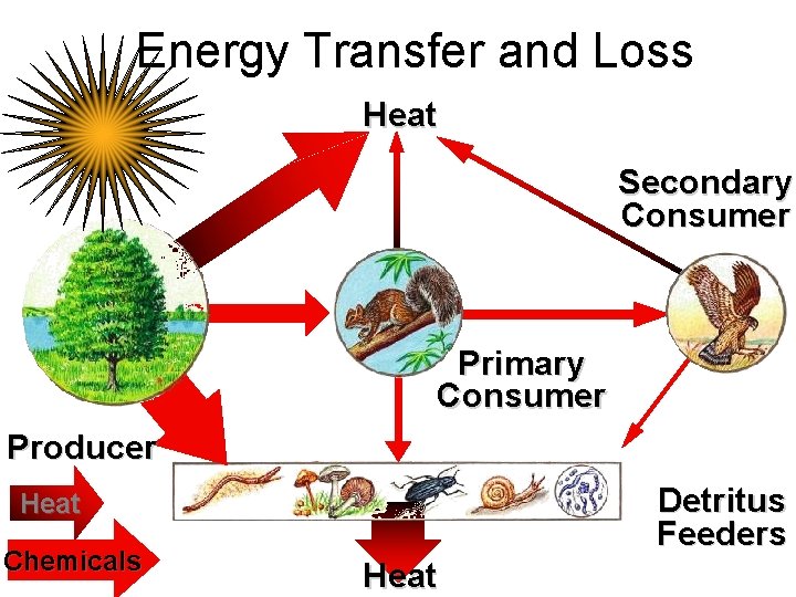 Energy Transfer and Loss Heat Secondary Consumer Primary Consumer Producer Detritus Feeders Heat Chemicals