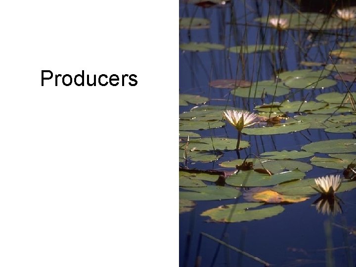 Producers 