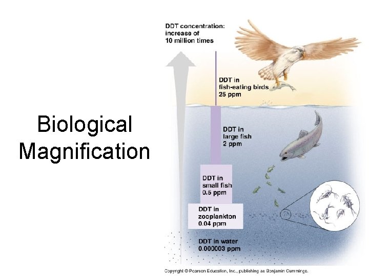 Biological Magnification 