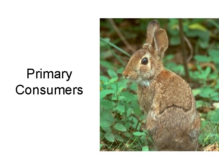 Primary Consumers 