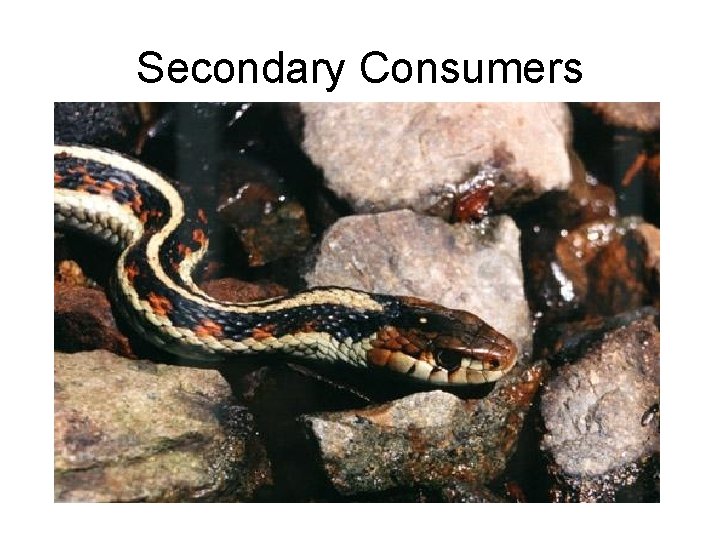 Secondary Consumers 