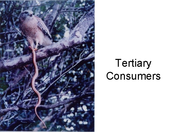 Tertiary Consumers 