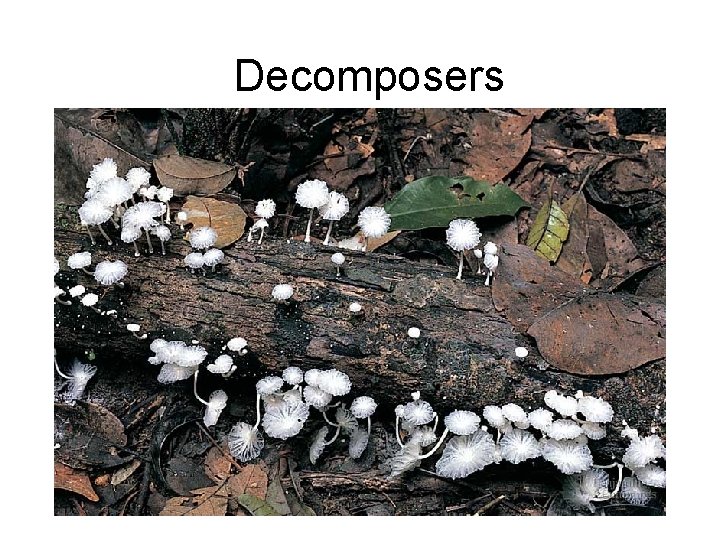 Decomposers 