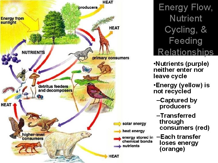 Energy Flow, Nutrient Cycling, & Feeding Relationships • Nutrients (purple) neither enter nor leave