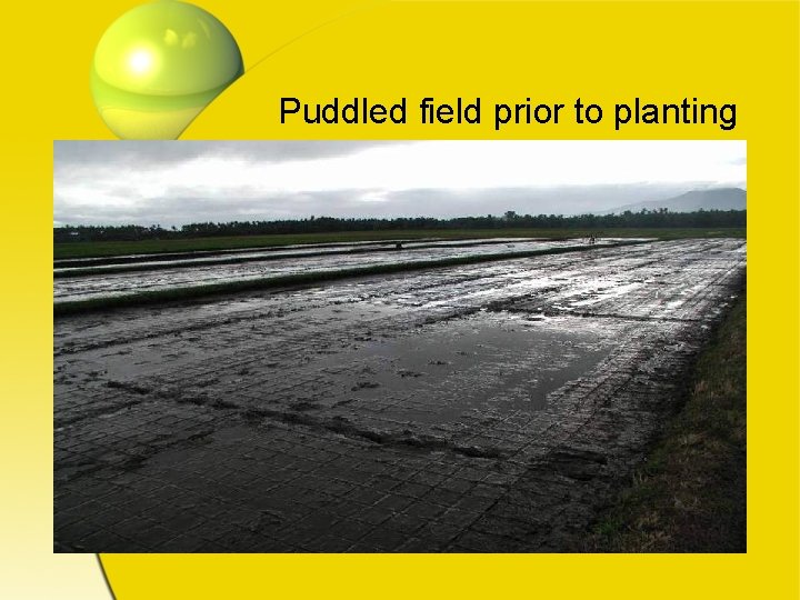 Puddled field prior to planting 