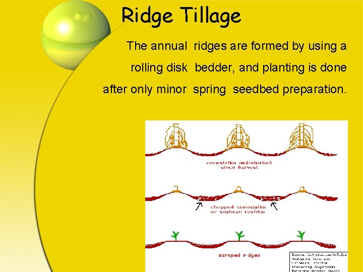 Ridge Tillage The annual ridges are formed by using a rolling disk bedder, and