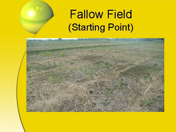 Fallow Field (Starting Point) 