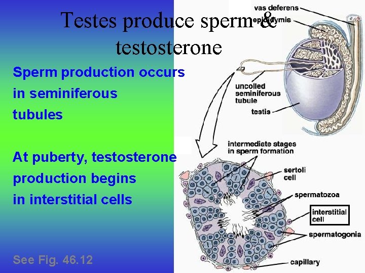 Testes produce sperm & testosterone Sperm production occurs in seminiferous tubules At puberty, testosterone