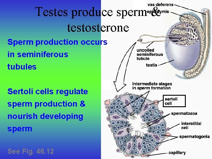 Testes produce sperm & testosterone Sperm production occurs in seminiferous tubules Sertoli cells regulate