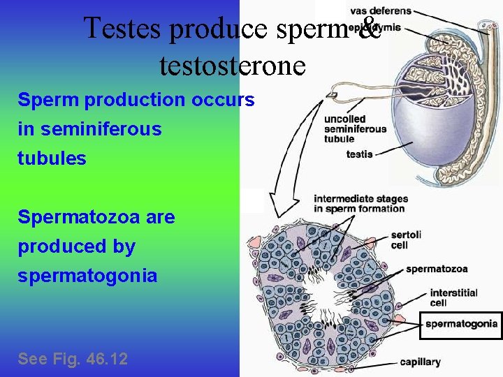 Testes produce sperm & testosterone Sperm production occurs in seminiferous tubules Spermatozoa are produced