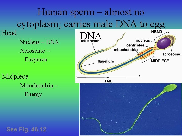 Human sperm – almost no cytoplasm; carries male DNA to egg Head DNA Nucleus