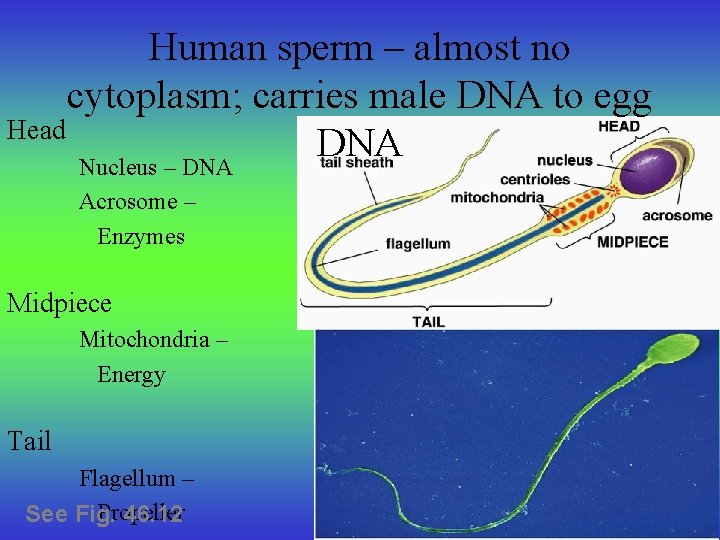 Human sperm – almost no cytoplasm; carries male DNA to egg Head DNA Nucleus