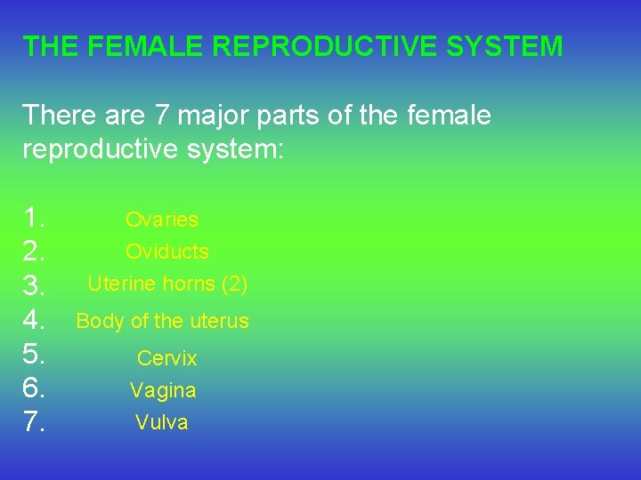 THE FEMALE REPRODUCTIVE SYSTEM There are 7 major parts of the female reproductive system: