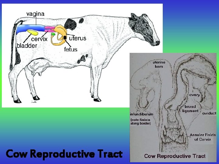 Cow Reproductive Tract 