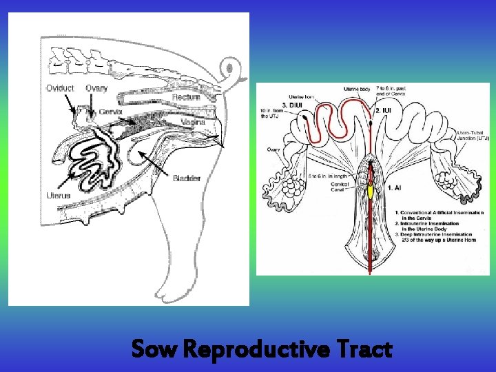 Sow Reproductive Tract 