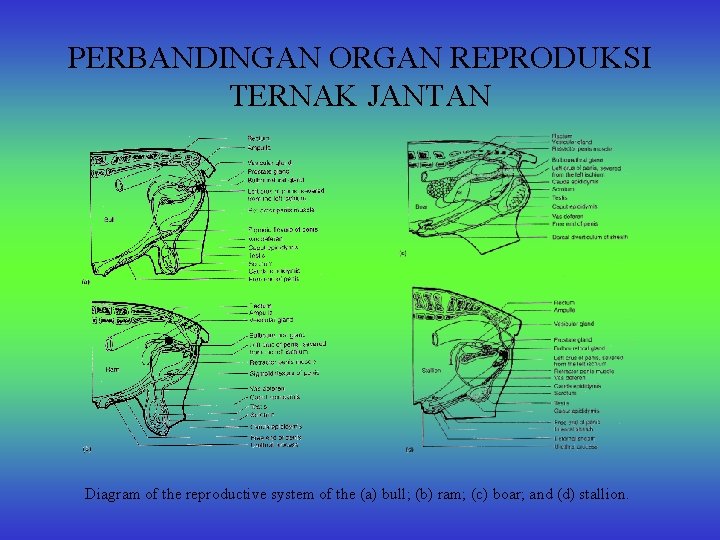 PERBANDINGAN ORGAN REPRODUKSI TERNAK JANTAN Diagram of the reproductive system of the (a) bull;