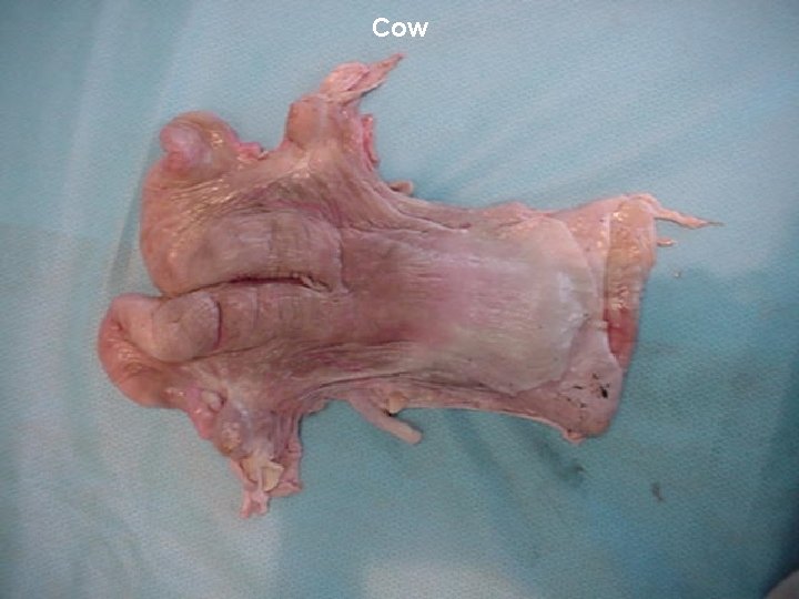 Cow 