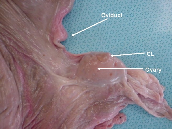 Oviduct CL Ovary 