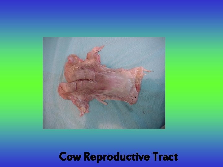 Cow Reproductive Tract 