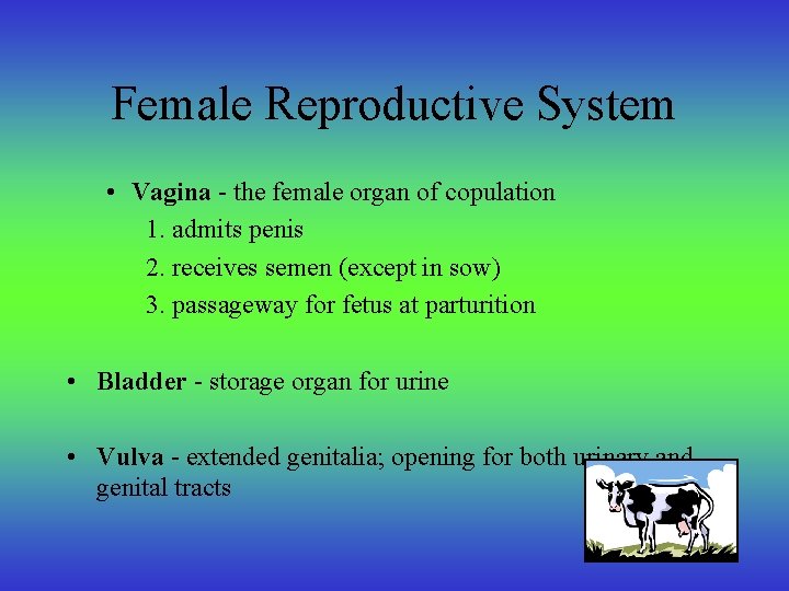 Female Reproductive System • Vagina - the female organ of copulation 1. admits penis