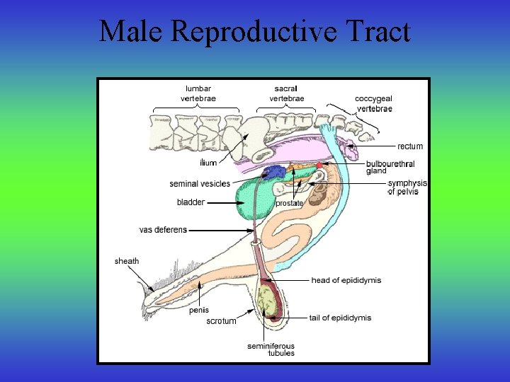 Male Reproductive Tract 