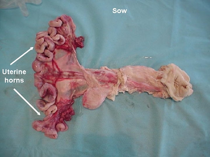 Sow Uterine horns 