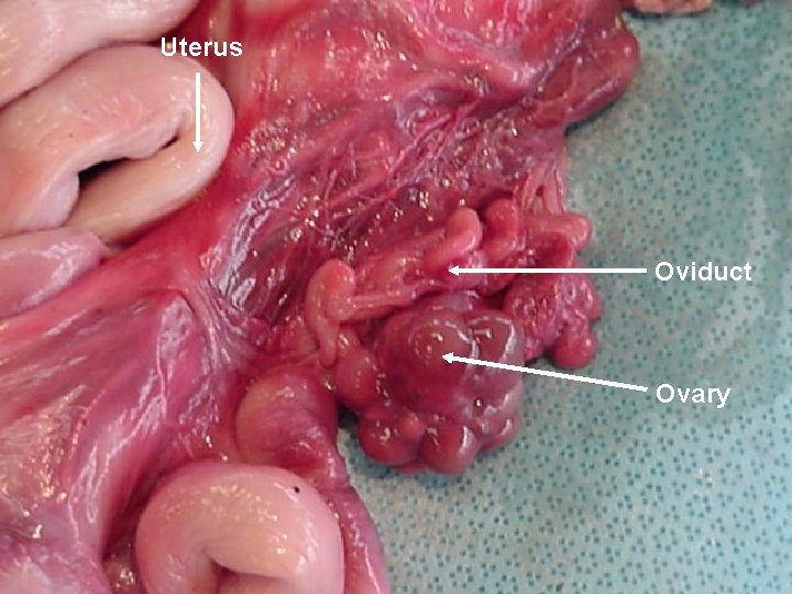 Uterus Oviduct Ovary 