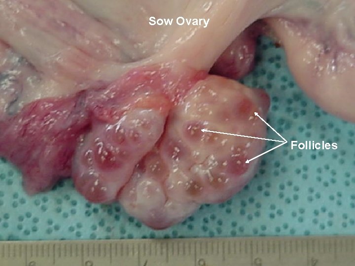 Sow Ovary Follicles 