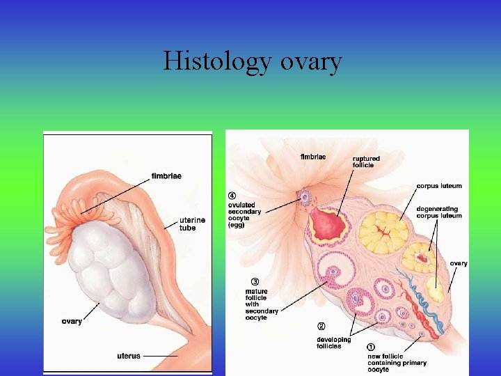Histology ovary 