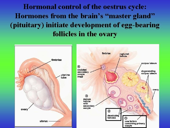 Hormonal control of the oestrus cycle: Hormones from the brain’s “master gland” (pituitary) initiate