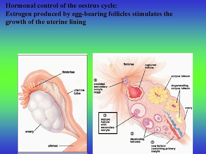 Hormonal control of the oestrus cycle: Estrogen produced by egg-bearing follicles stimulates the growth