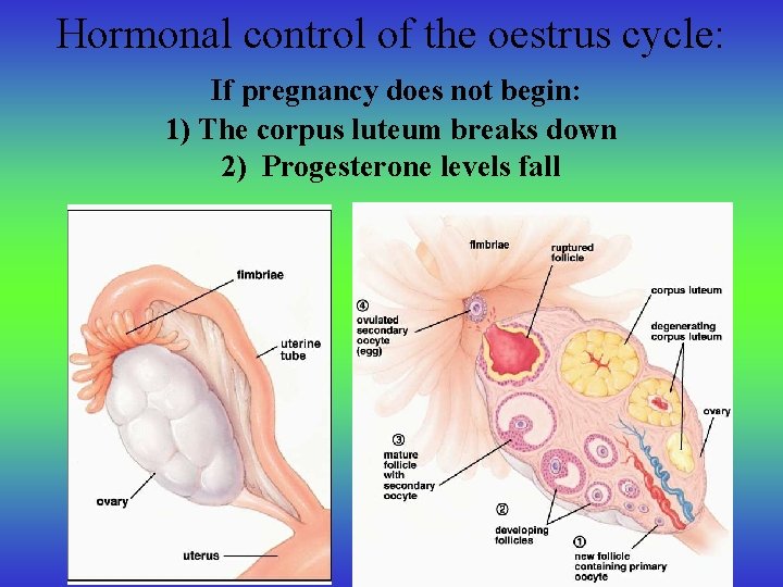 Hormonal control of the oestrus cycle: If pregnancy does not begin: 1) The corpus