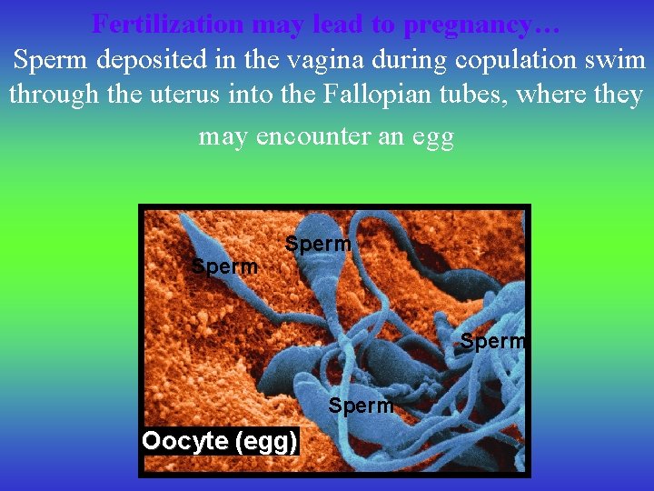 Fertilization may lead to pregnancy… Sperm deposited in the vagina during copulation swim through