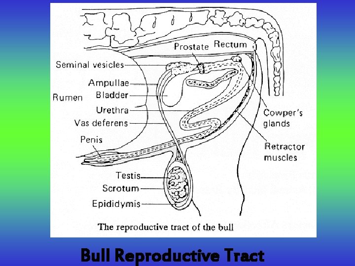 Bull Reproductive Tract 