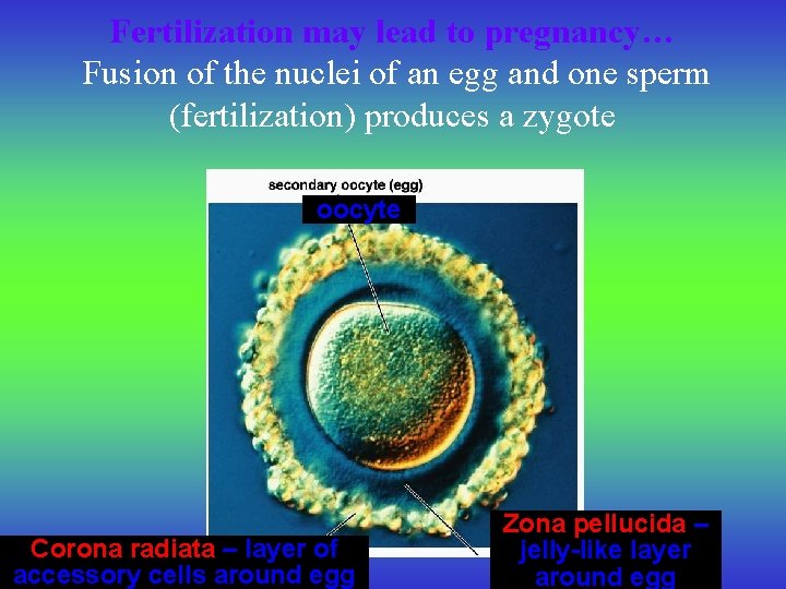 Fertilization may lead to pregnancy… Fusion of the nuclei of an egg and one