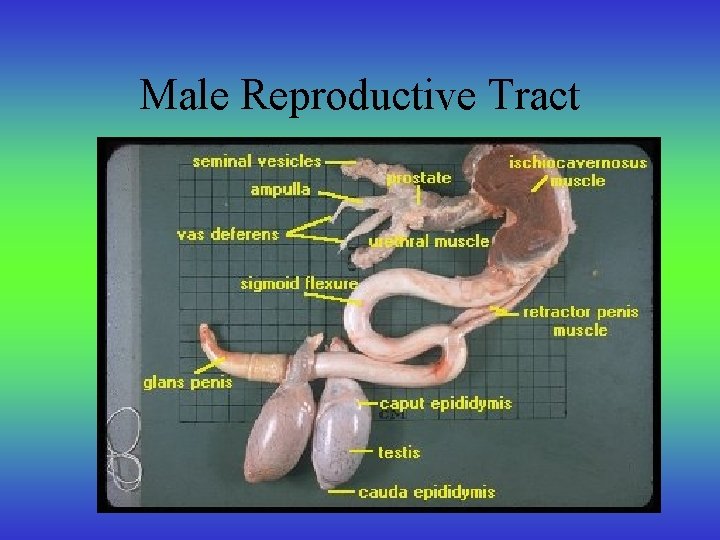 Male Reproductive Tract 