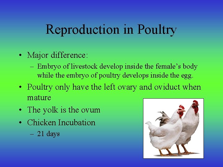 Reproduction in Poultry • Major difference: – Embryo of livestock develop inside the female’s