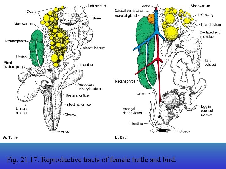 Fig. 21. 17. Reproductive tracts of female turtle and bird. 