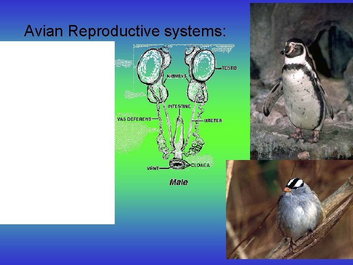 Avian Reproductive systems: 