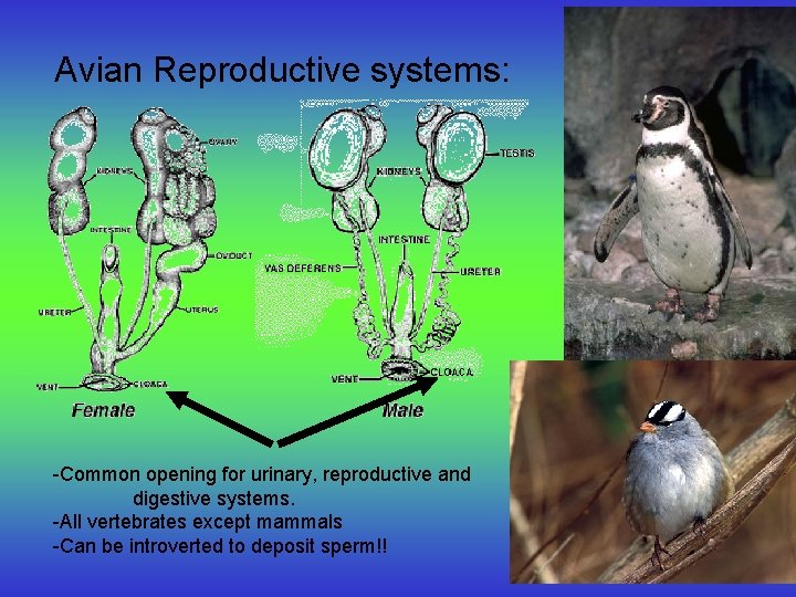 Avian Reproductive systems: -Common opening for urinary, reproductive and digestive systems. -All vertebrates except