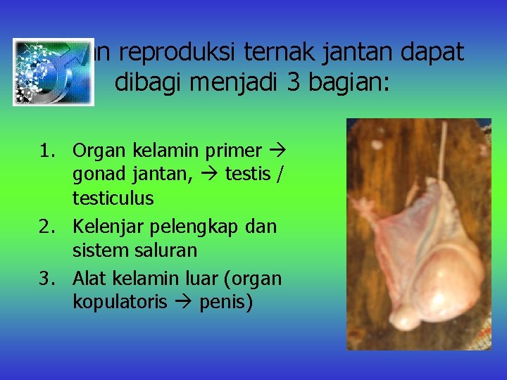 Organ reproduksi ternak jantan dapat dibagi menjadi 3 bagian: 1. Organ kelamin primer gonad