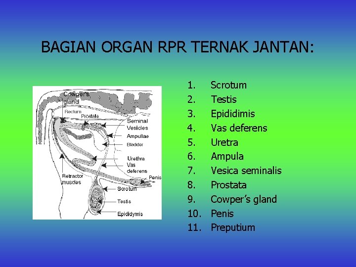 BAGIAN ORGAN RPR TERNAK JANTAN: 1. 2. 3. 4. 5. 6. 7. 8. 9.