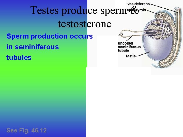 Testes produce sperm & testosterone Sperm production occurs in seminiferous tubules See Fig. 46.