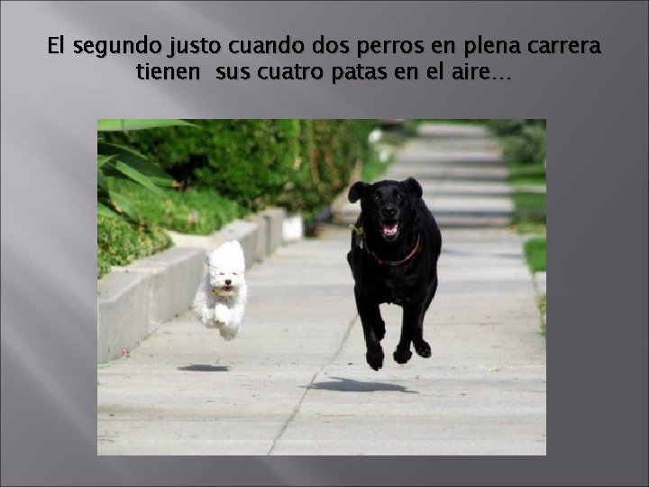 El segundo justo cuando dos perros en plena carrera tienen sus cuatro patas en