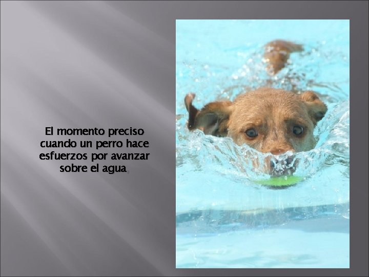 El momento preciso cuando un perro hace esfuerzos por avanzar sobre el agua, 