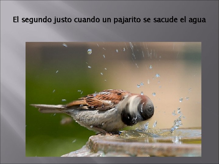 El segundo justo cuando un pajarito se sacude el agua 