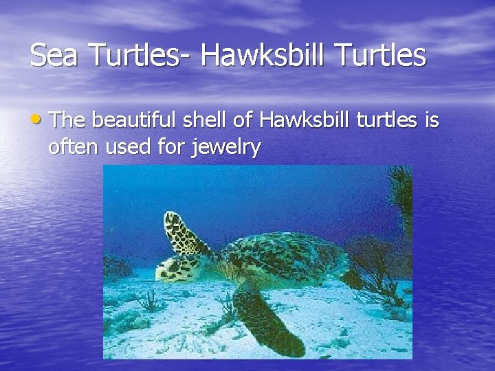 Sea Turtles- Hawksbill Turtles • The beautiful shell of Hawksbill turtles is often used