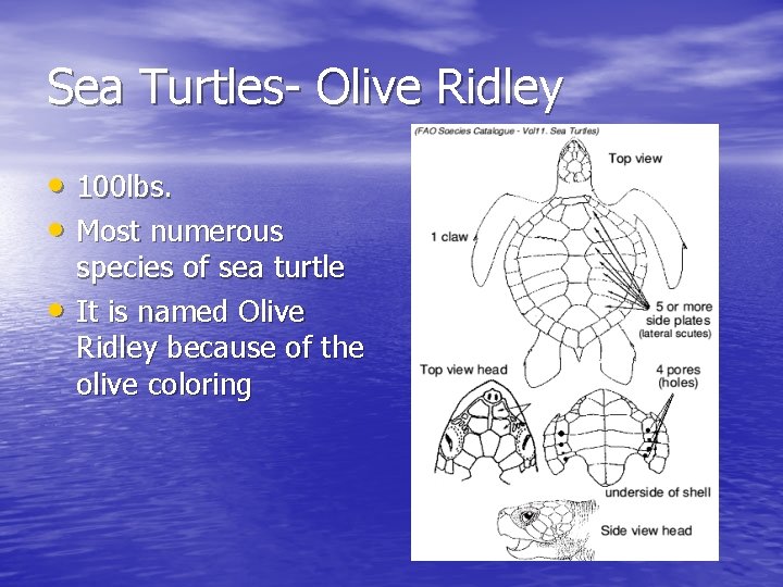 Sea Turtles- Olive Ridley • 100 lbs. • Most numerous • species of sea